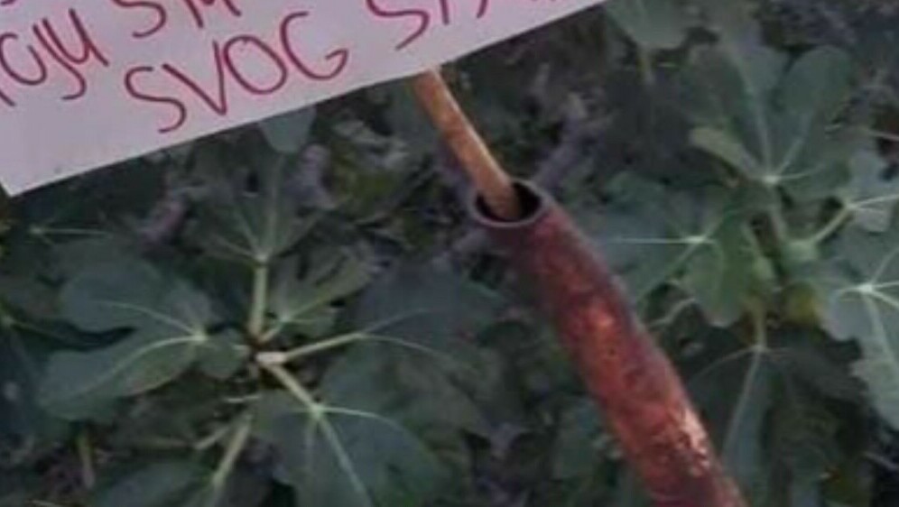 Natpis ispred smokve u Dalmaciji