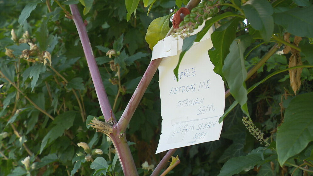 Opasne bobice uz potok - 3