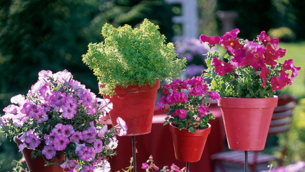 U posudi odgovarajuće veličine biljke će biti sretnije nego ikad