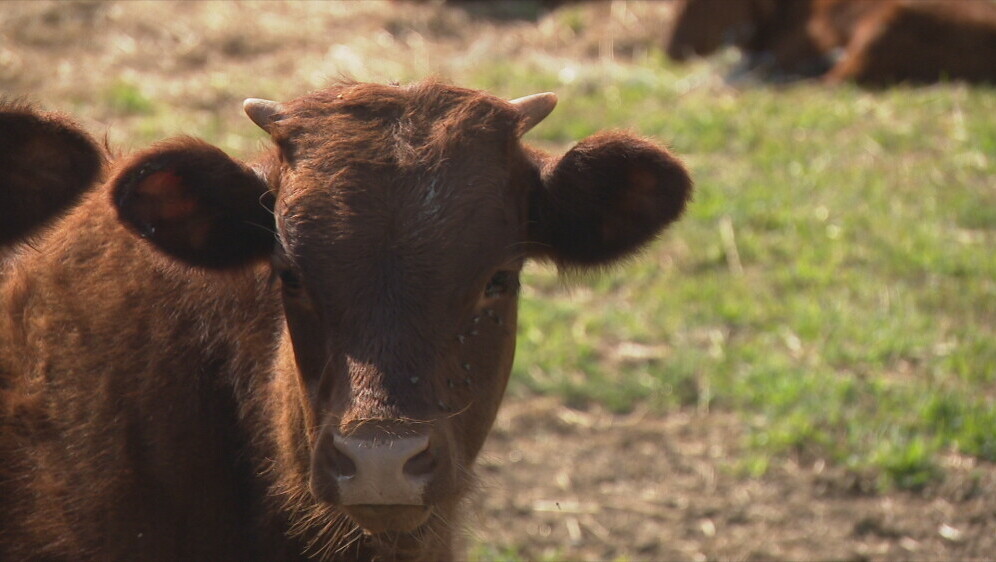 Jednostavan uzgoj goveda