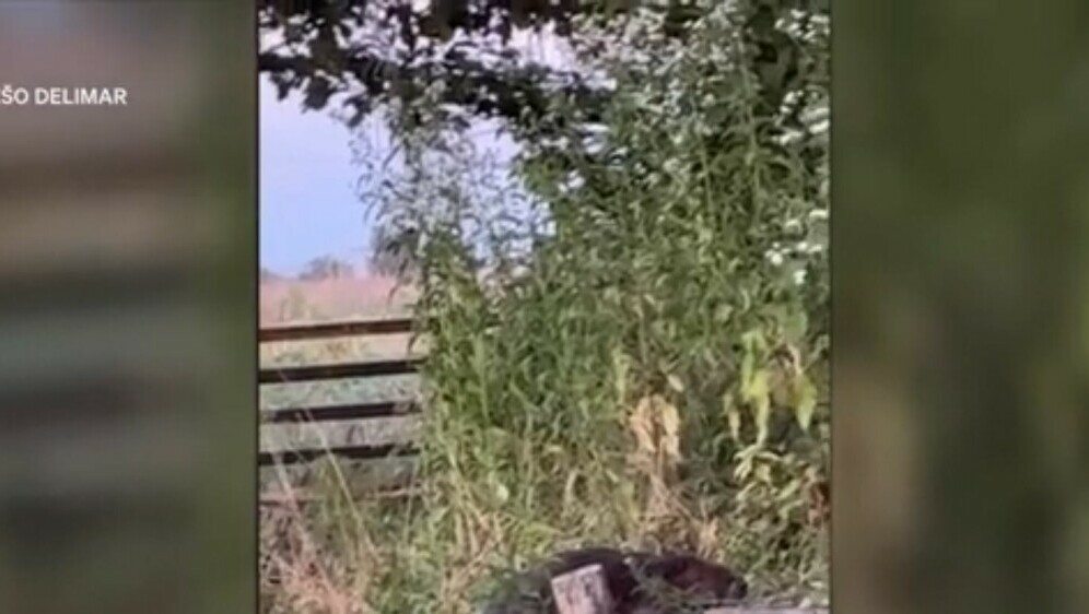 Problemi s dabrovima - 3