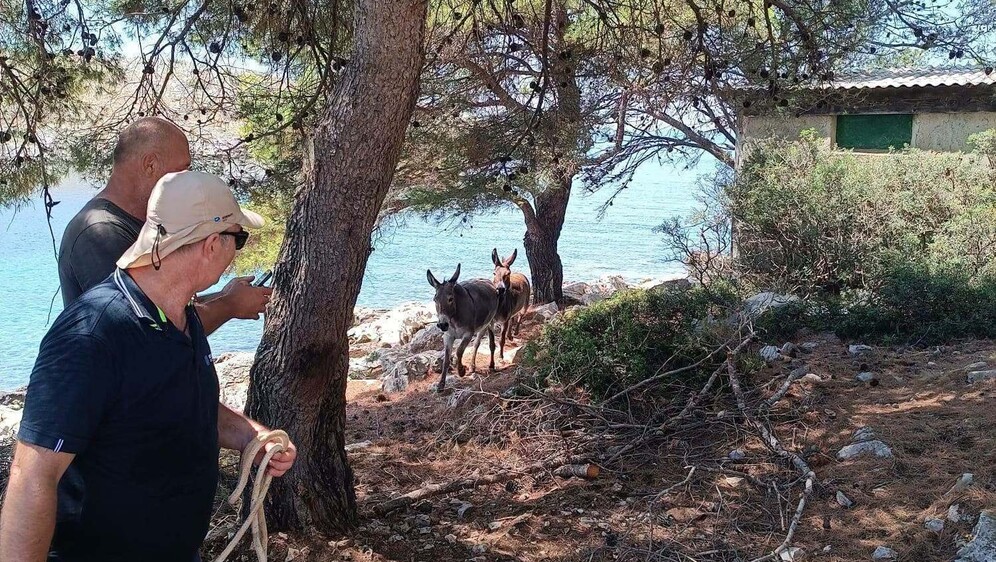 Magarci na otočiću Kurba Mala - 1