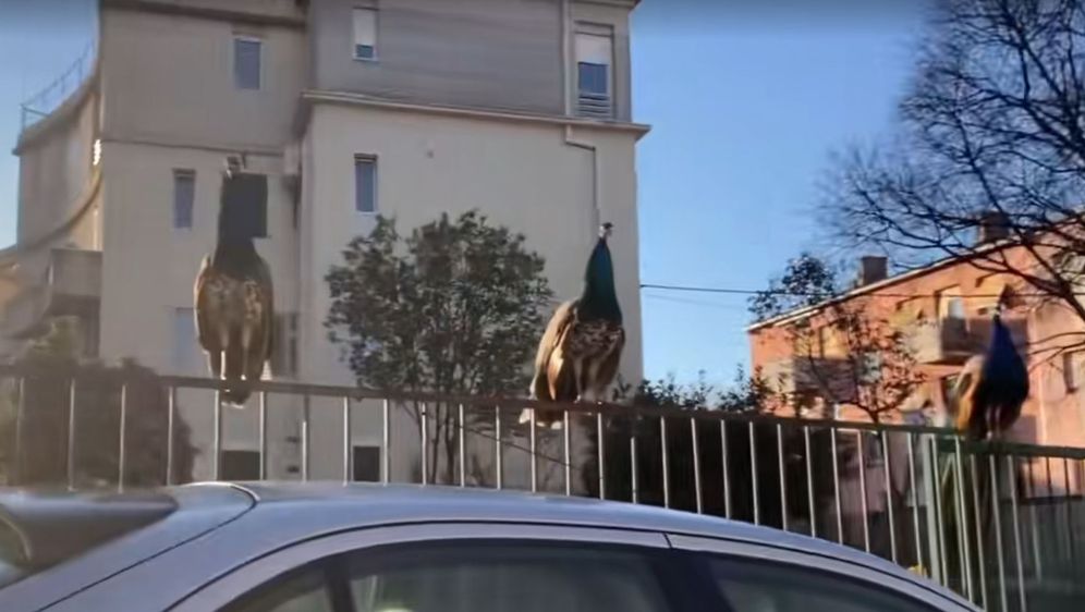 Paunovi u Splitu