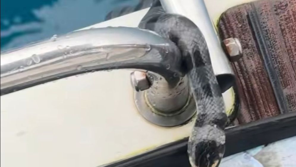 Prugasti morski krait na brodu