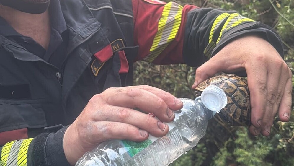 Vatrogasac na Pelješcu daje vode žednoj kornjači