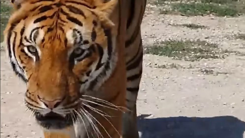 Tigar