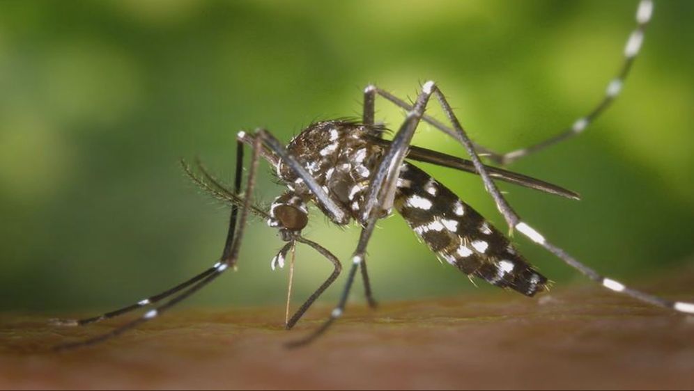 Virus Zapadnog Nila potvrđen kod zagrebačkih vrana