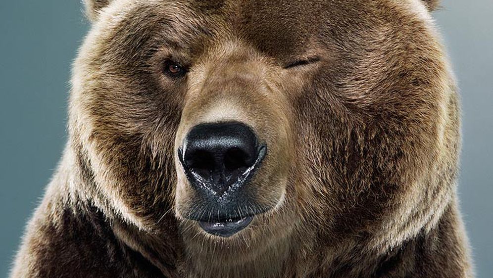 6 stvari koje vam trebaju kako biste postali pravi medvjed