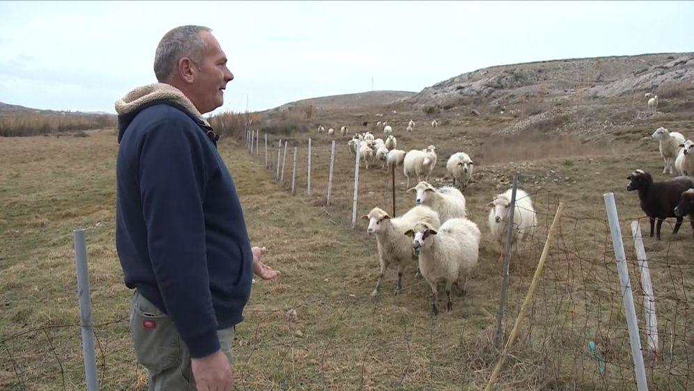 Čagljevi ugrozili paško ovčarstvo (Foto: Dnevnik.hr) - 4