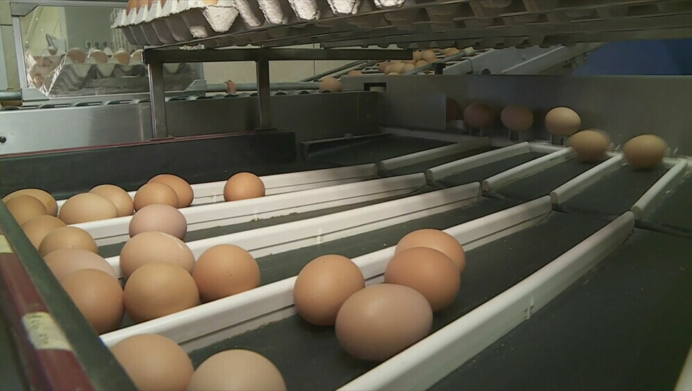 Proizvodnja jaja - 4