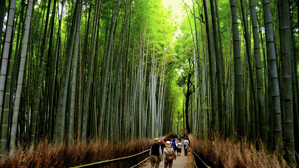 Šuma bambusa