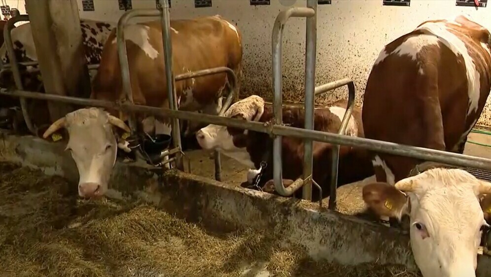 Pokušaj trovanja krava - 1