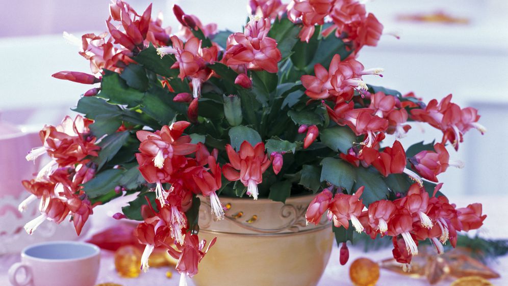 Svaki od cvjetova božićnog kaktusa može doseći veličinu i do sedam centimetara