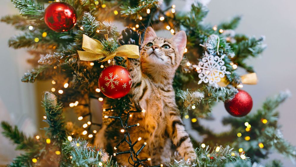 Vlasnicima maca nije lako za vrijeme Božića