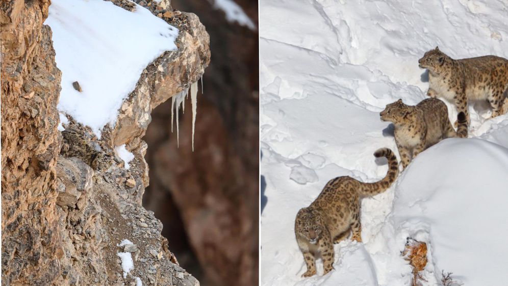 snježni leopard koji skriven odmara na stijeni i šeću