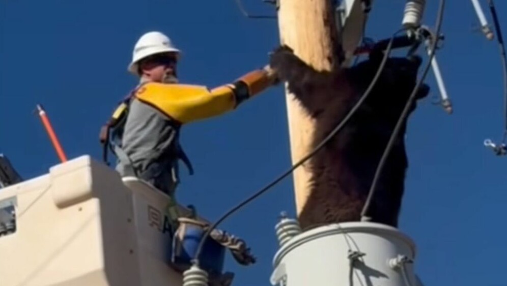 Obračun s medvjedom