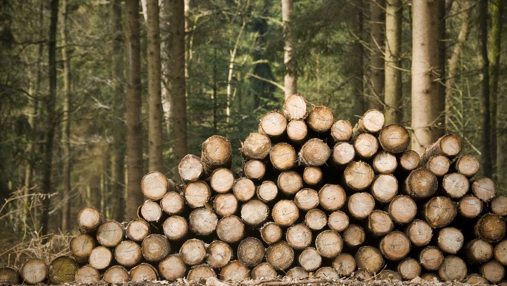 Krčenje šume, ilustracija