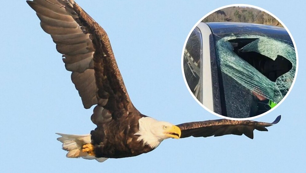 Bjeloglavi orao i šteta na automobilu