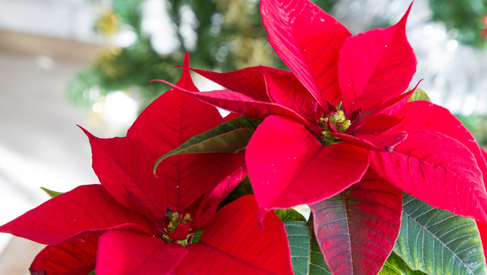 Kako se piše: Božićna zvijezda ili božićna zvijezda