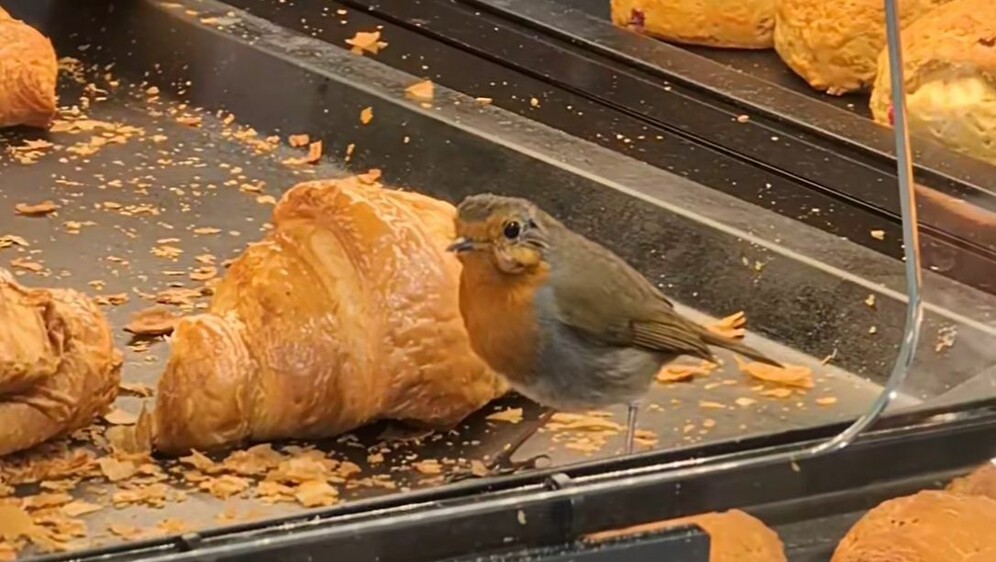 Crvendać u pekarnici