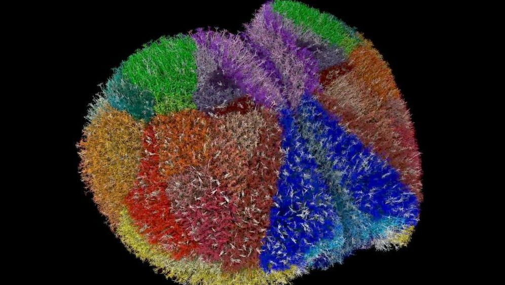 Simulacija mozga miša