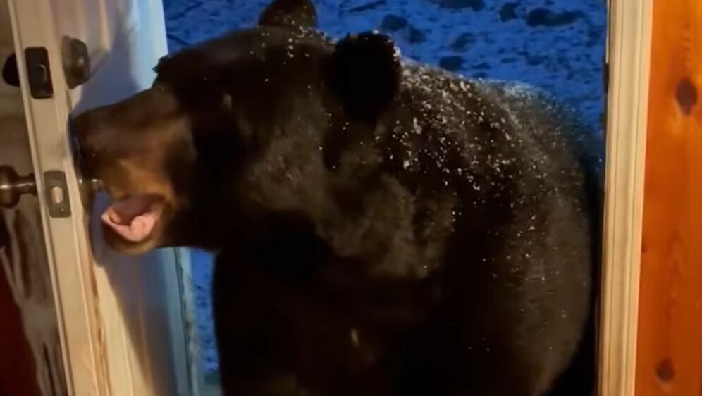 Medvjed zatvara vrata