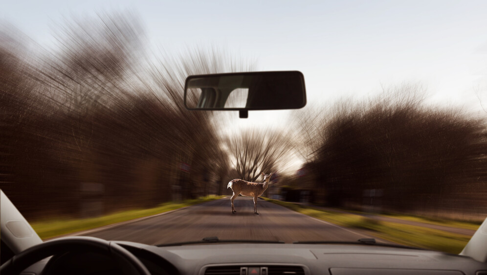 Ilustracija, srna na cesti