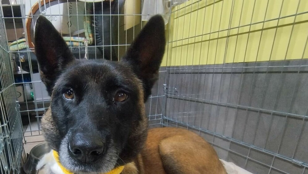 Zlostavljana ovčarka