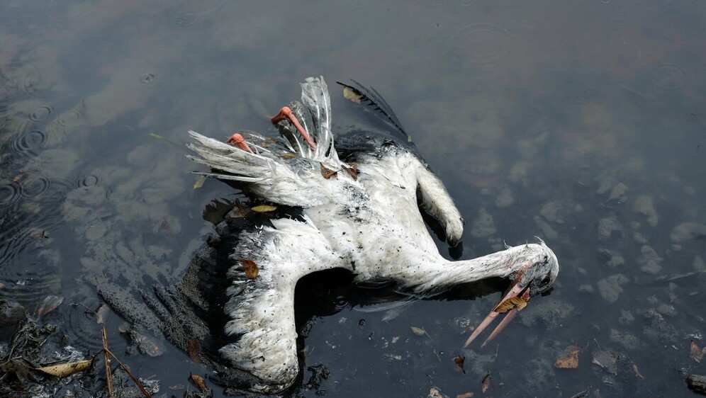 Mrtva roda kod Madrida