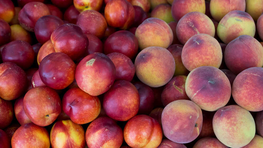 Nektarine, ilustracija