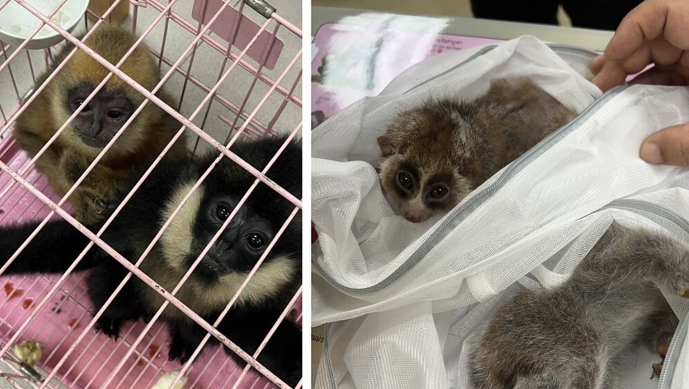 Interpolova operacija Grom 2025. - 1