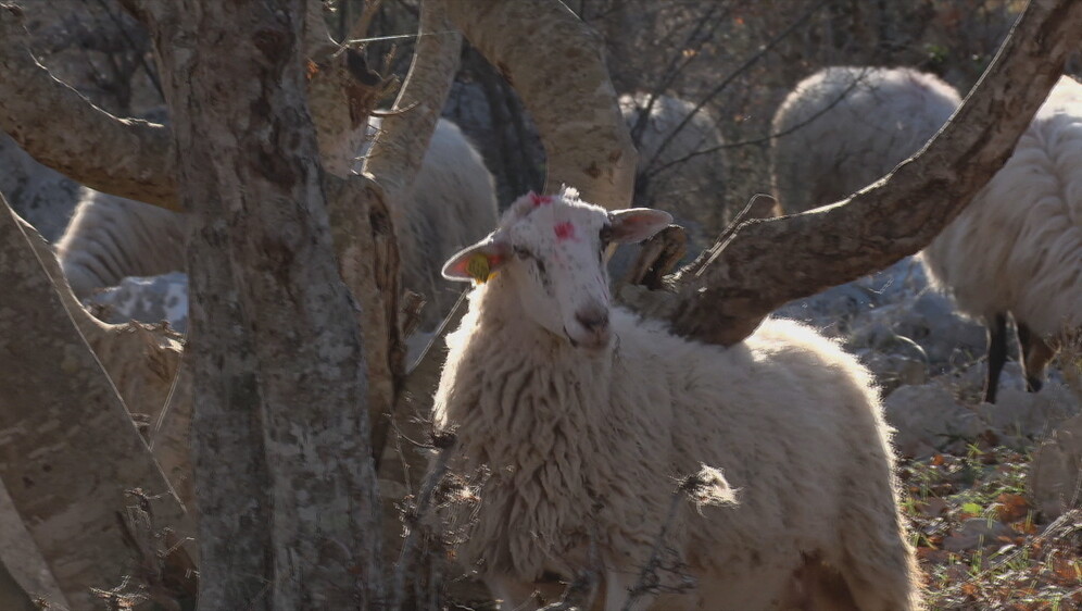 Kuga uzima živote domaćih životinja - 1