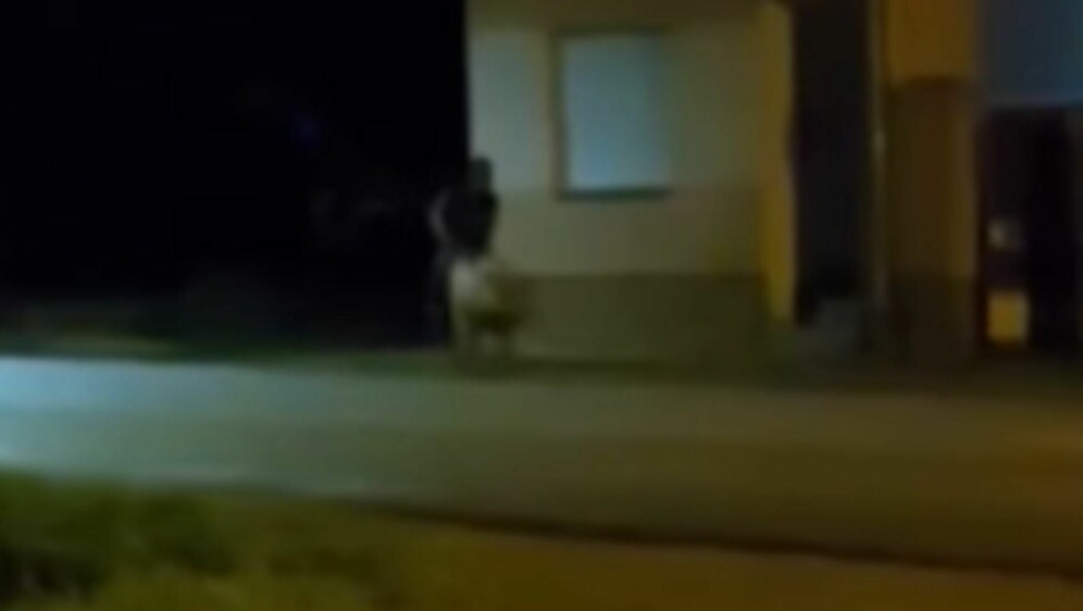 Muškarac koji jaše svinju u Slavoniji