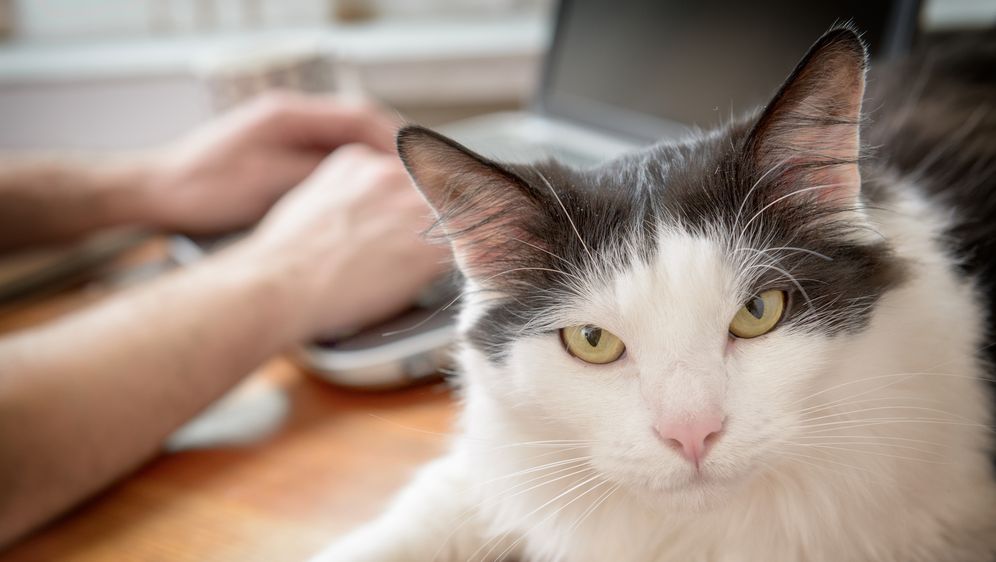 Mačka na računalu (Foto: Thinkstock)