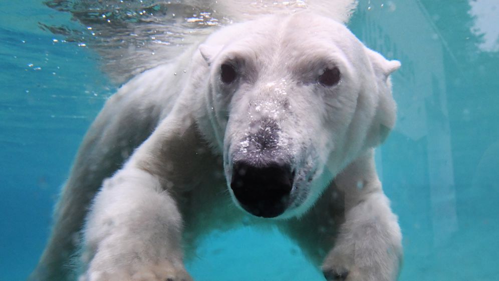 Polarni medvjed (Foto: AFP)