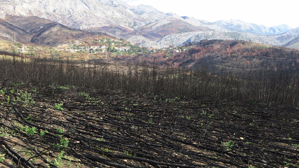 Izgorjela šuma na padinama Mosora (Ilustracija: Ivo Cagalj/PIXSELL)