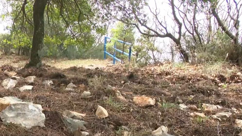 Tragovi divljih svinja