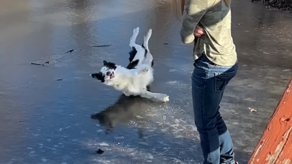 Pas se poskliznuo na ledu