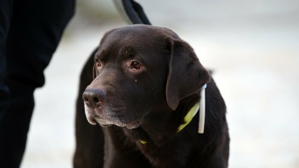 Hrvatski potražni pas