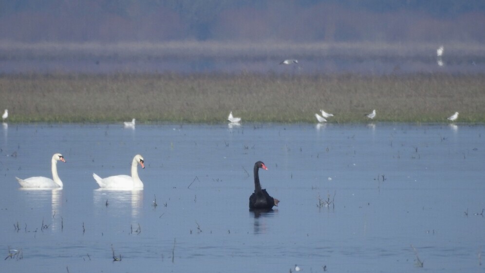 Crni labud u Lonjskom polju