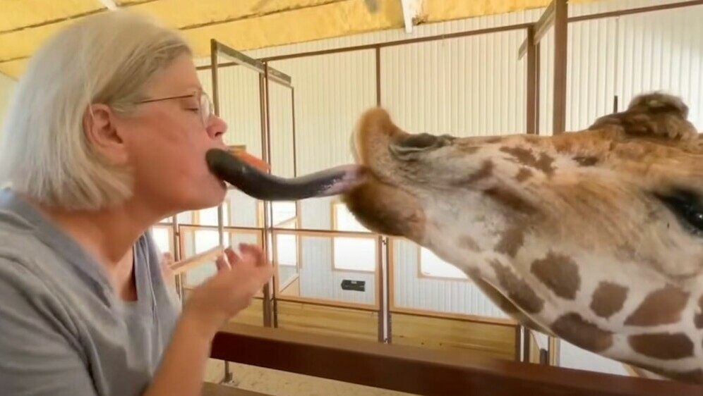 Poljubac žirafe