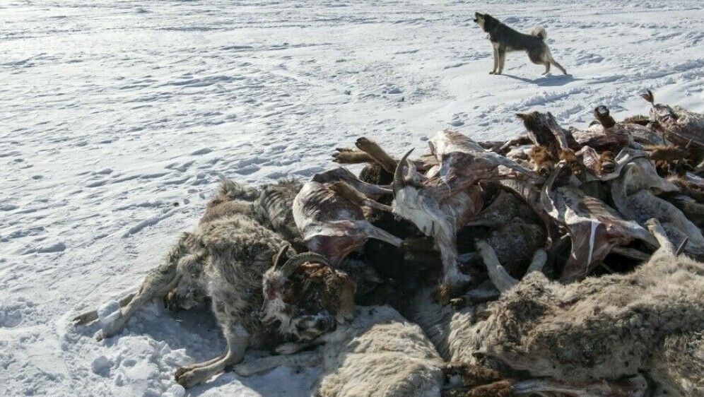 Pomor životinja u Mongoliji
