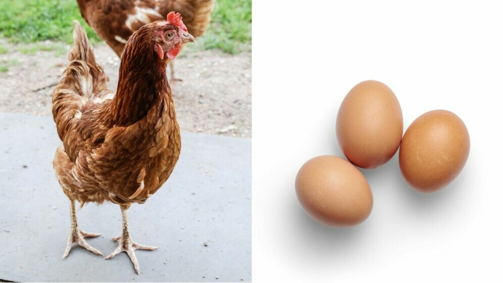 Kokoš ili jaje
