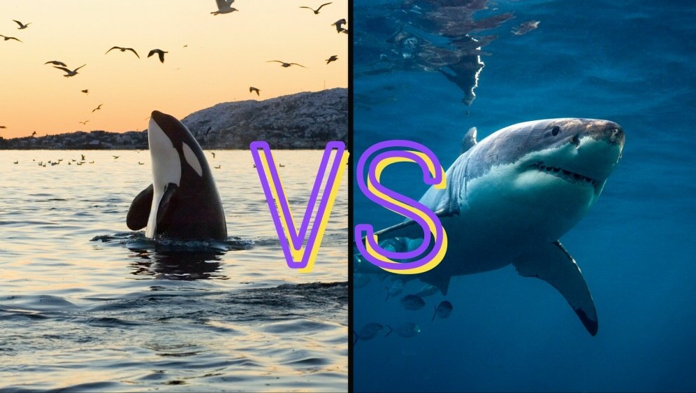 Orka koja viri iz mora i morski pas koji pliva uz naslov VS