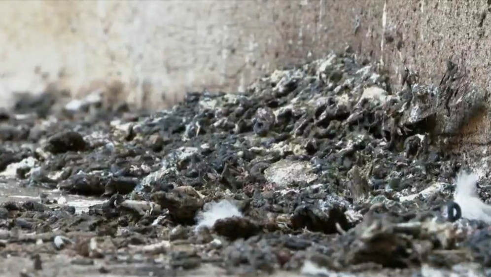 Vukovar u borbi s golubovima - 1