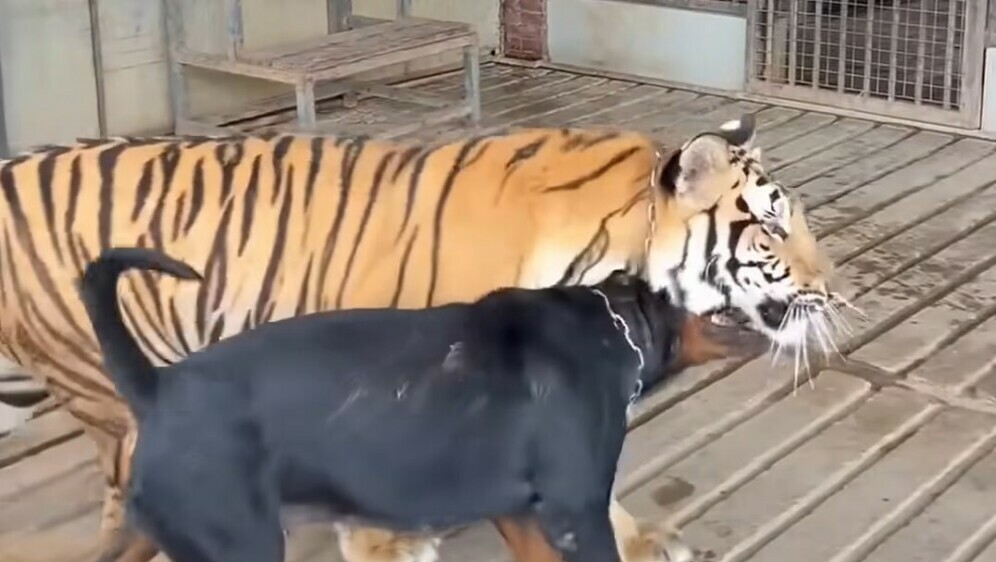 Tigar i pas