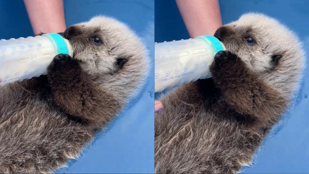 Mala morska vidra koja jede na bočicu