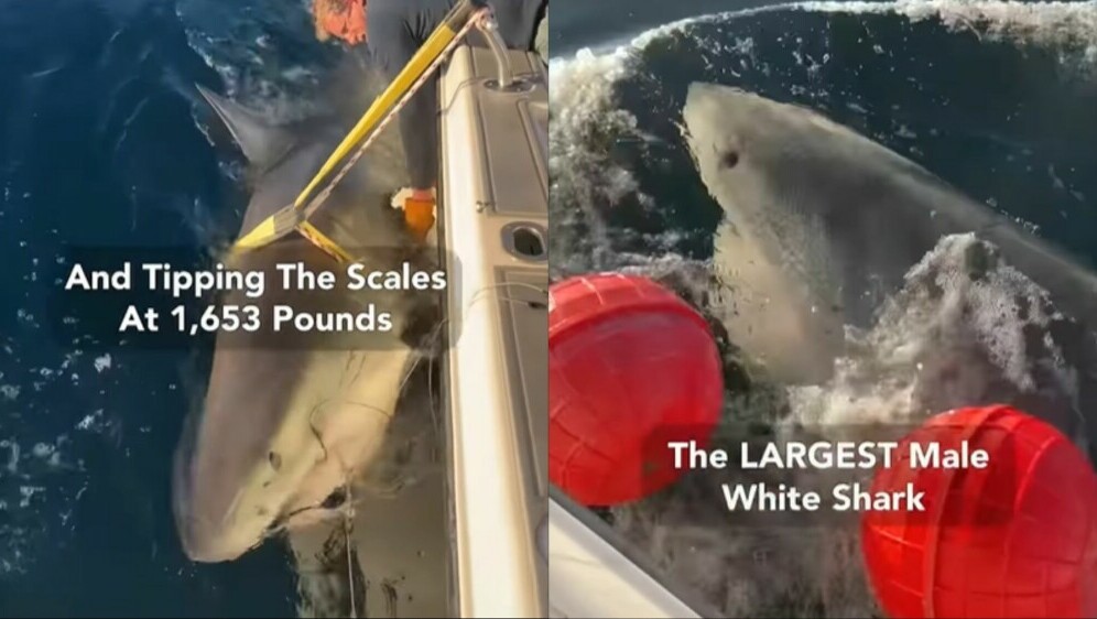 Ogromni morski pas pri znanstvenim provjerama i mjerenjima