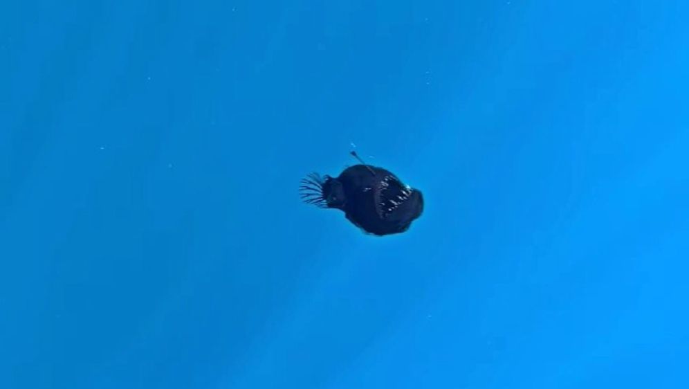 Udičarka crni morski vrag