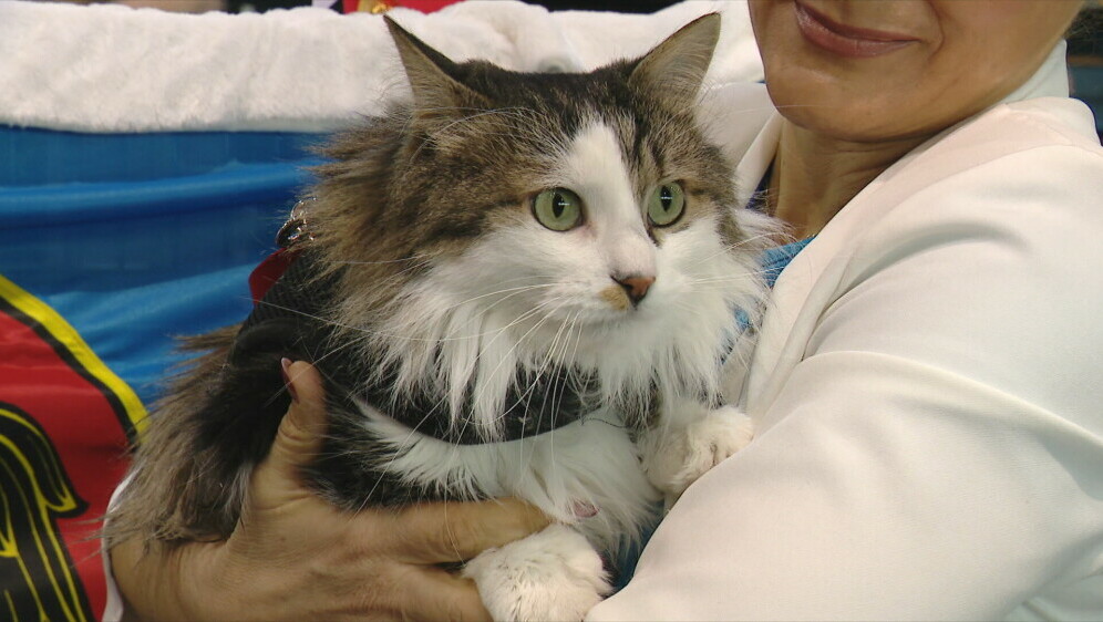 Miško, mačak koji dijeli ured s gradonačelnikom - 1